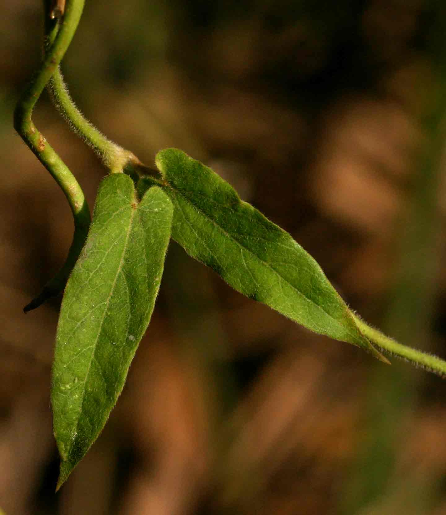 Cynanchum schistoglossum Cynanchum schistoglossum