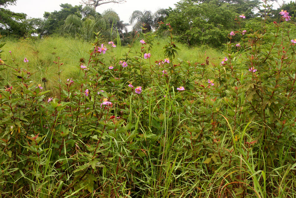 Clappertonia ficifolia Clappertonia ficifolia