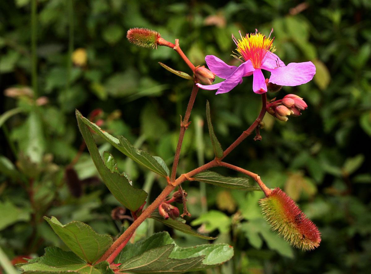 Clappertonia ficifolia Clappertonia ficifolia