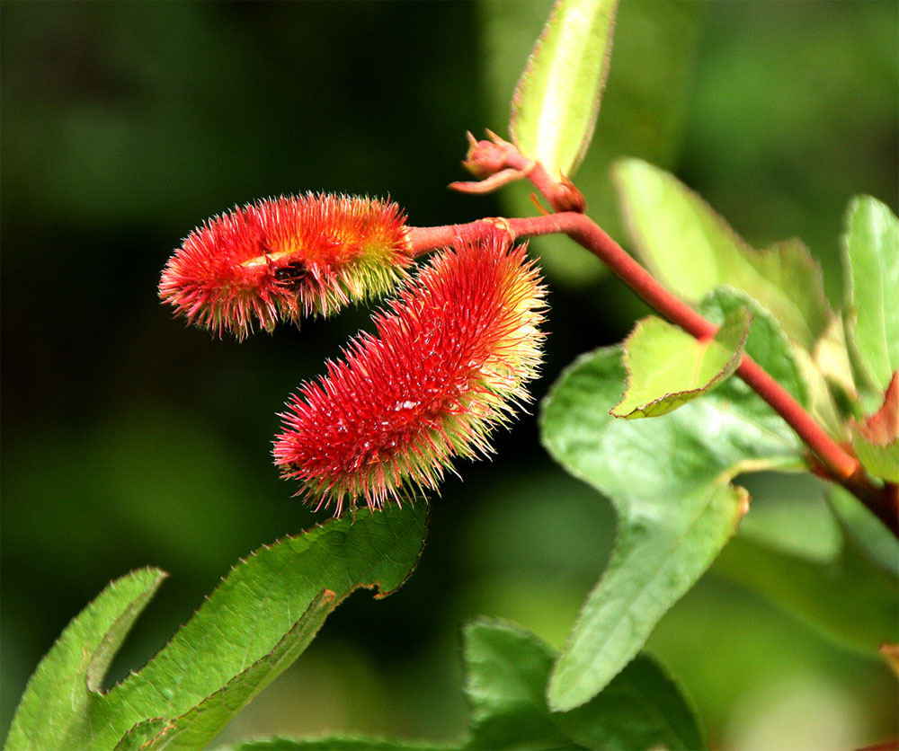 Clappertonia ficifolia Clappertonia ficifolia