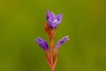 Neurotheca congolana