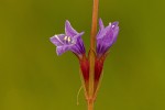 Neurotheca congolana
