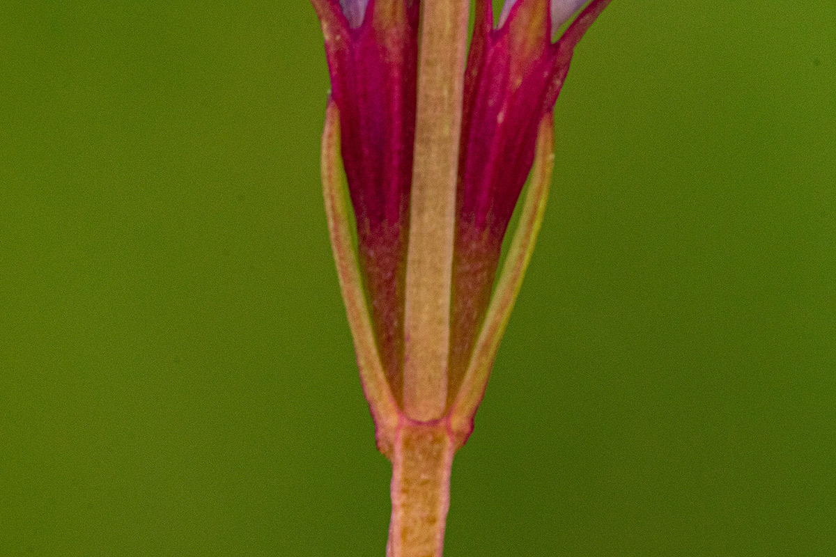 Neurotheca congolana Neurotheca congolana