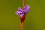 Neurotheca congolana