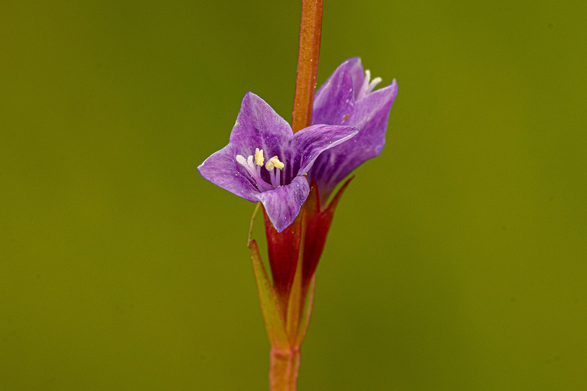 Neurotheca congolana Neurotheca congolana