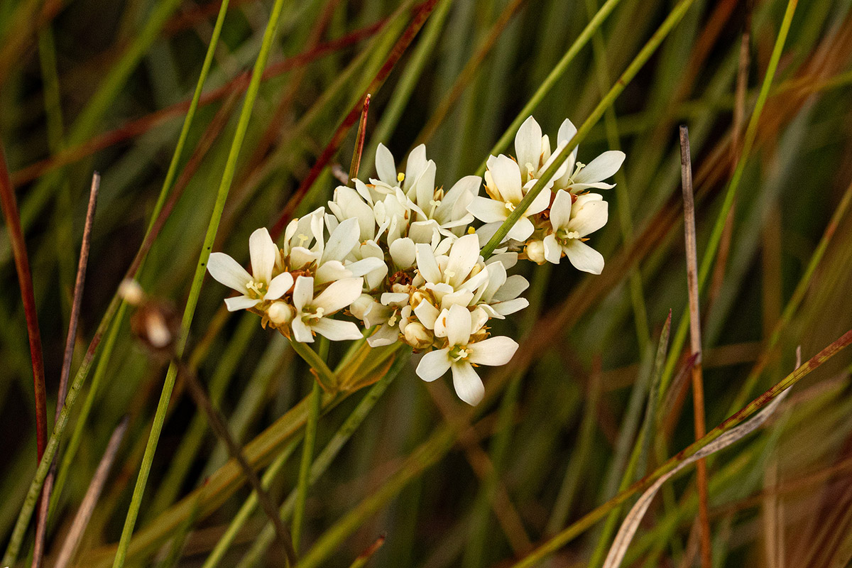 Schinziella tetragona Schinziella tetragona