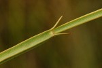 Schinziella tetragona