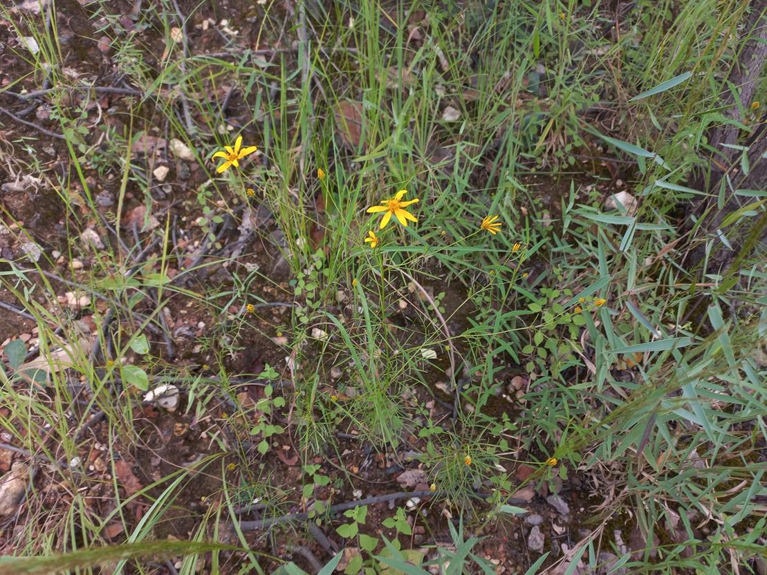 Bidens diversa Bidens diversa