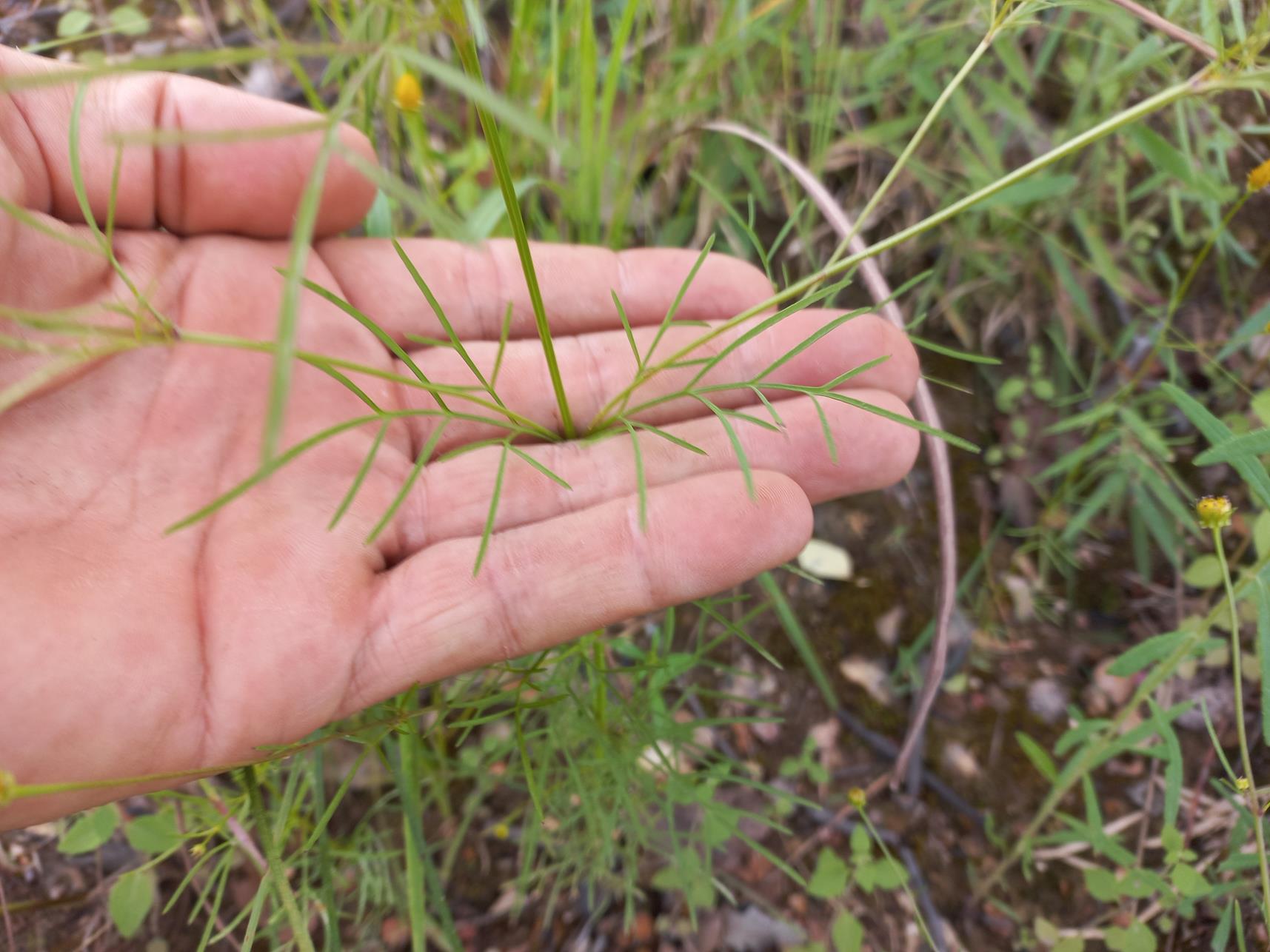 Bidens diversa Bidens diversa