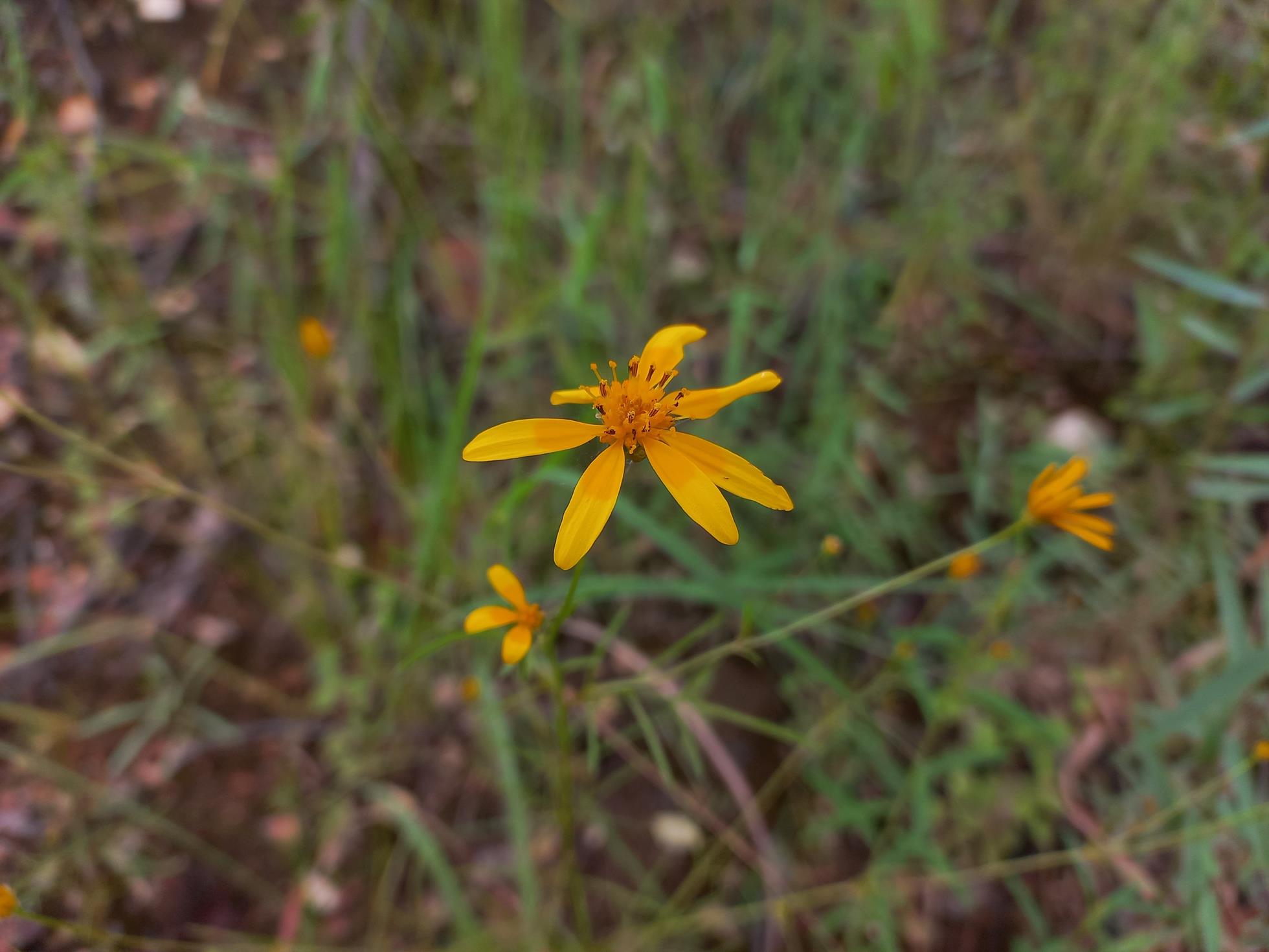 Bidens diversa Bidens diversa