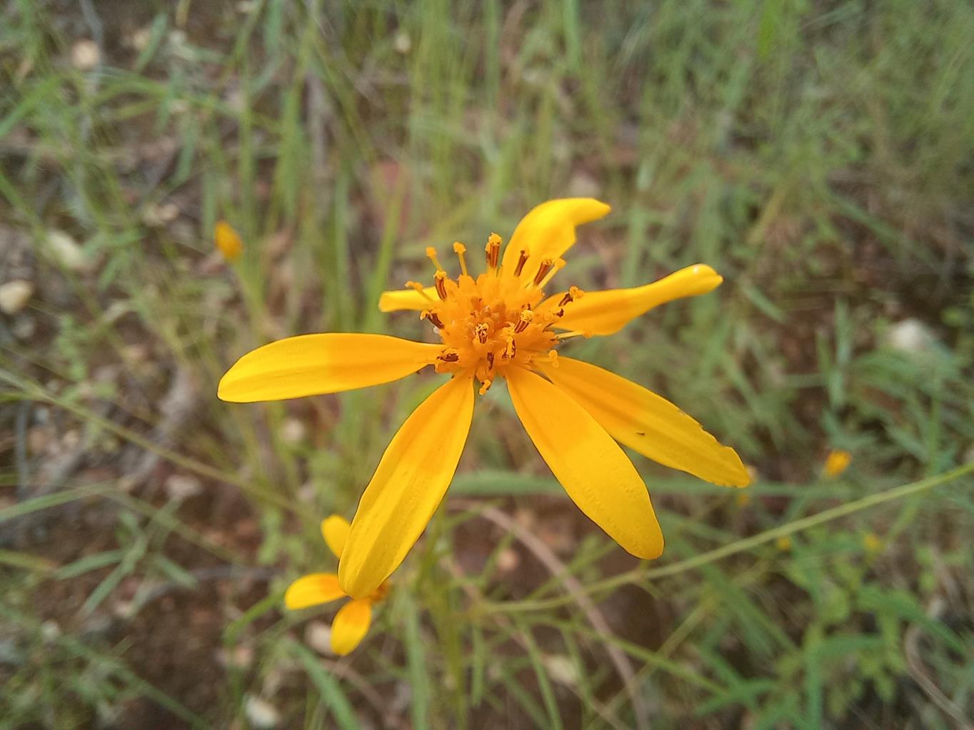 Bidens diversa Bidens diversa