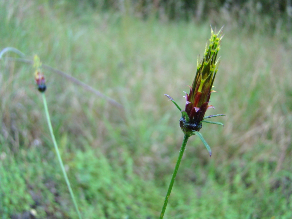 Bidens acuticaulis var. acuticaulis Bidens acuticaulis var. acuticaulis