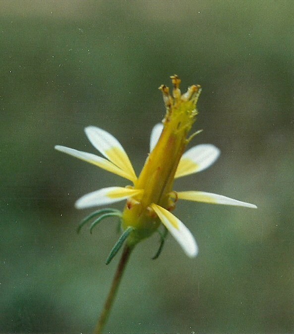 Bidens acuticaulis var. acuticaulis Bidens acuticaulis var. acuticaulis