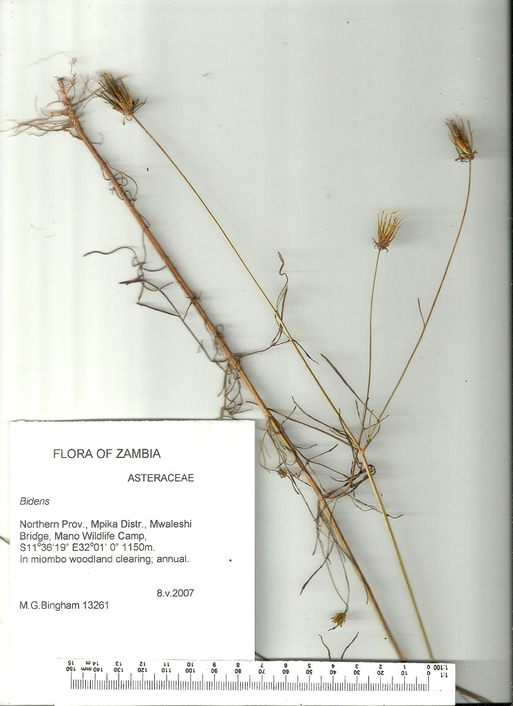 Bidens acuticaulis var. acuticaulis Bidens acuticaulis var. acuticaulis
