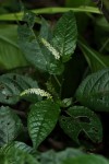 Hilleria latifolia