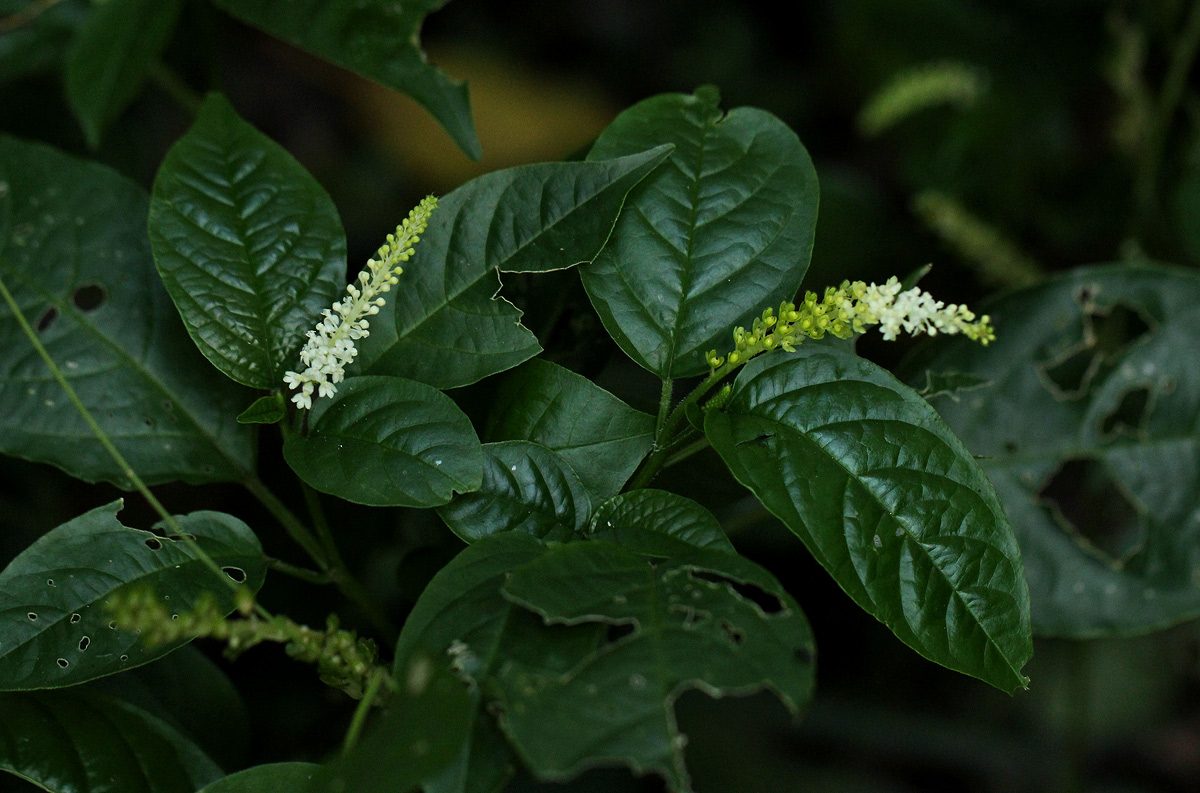 Hilleria latifolia Hilleria latifolia
