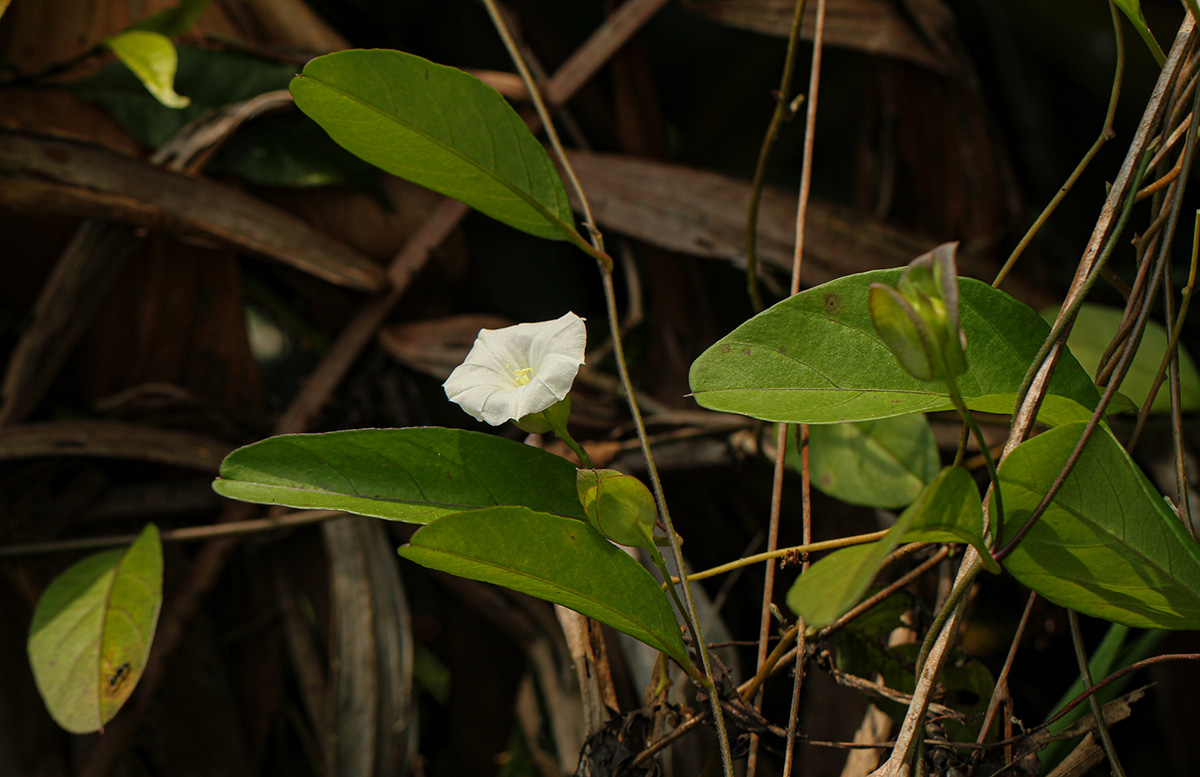 Aniseia martinicensis Aniseia martinicensis