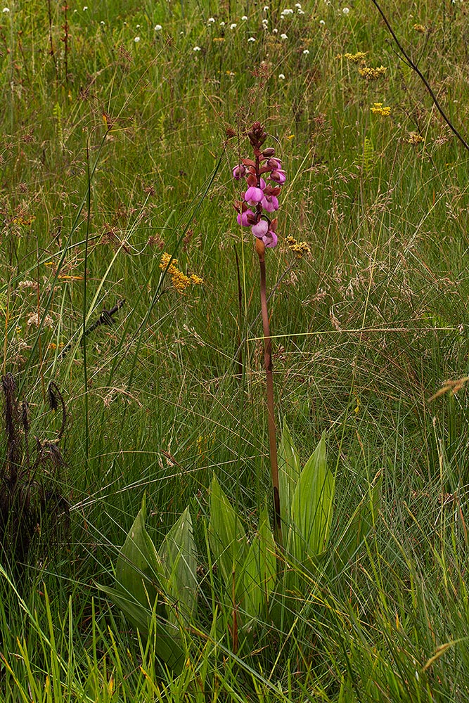Eulophia latilabris