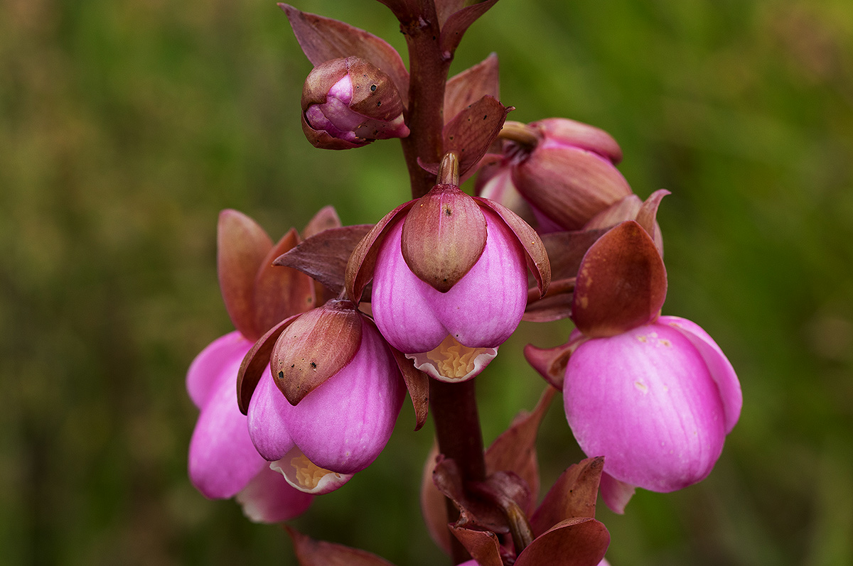 Eulophia latilabris Eulophia latilabris