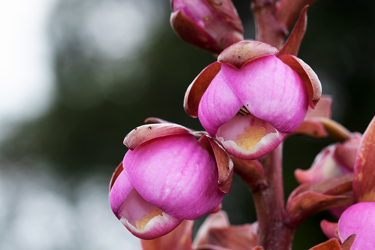Eulophia latilabris
