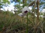Orthochilus euanthus
