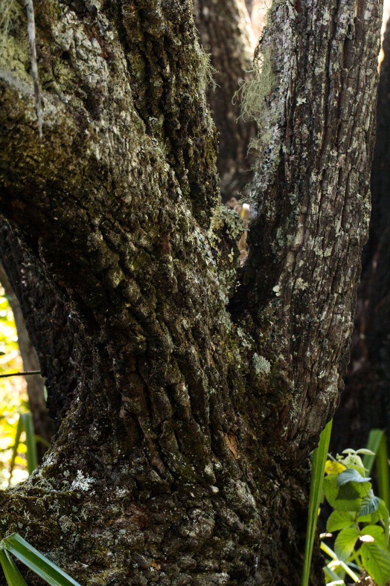 Agarista salicifolia Agarista salicifolia