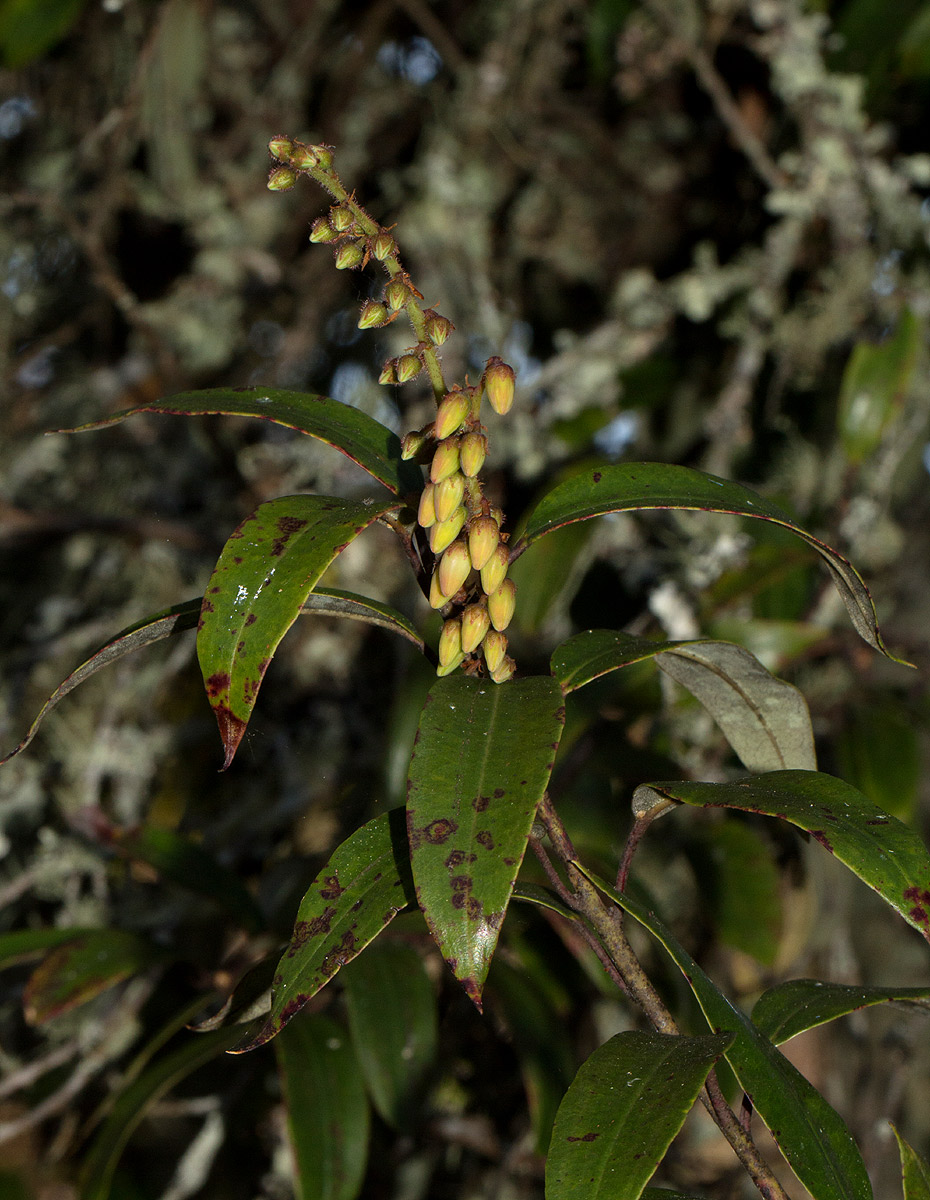 Agarista salicifolia Agarista salicifolia