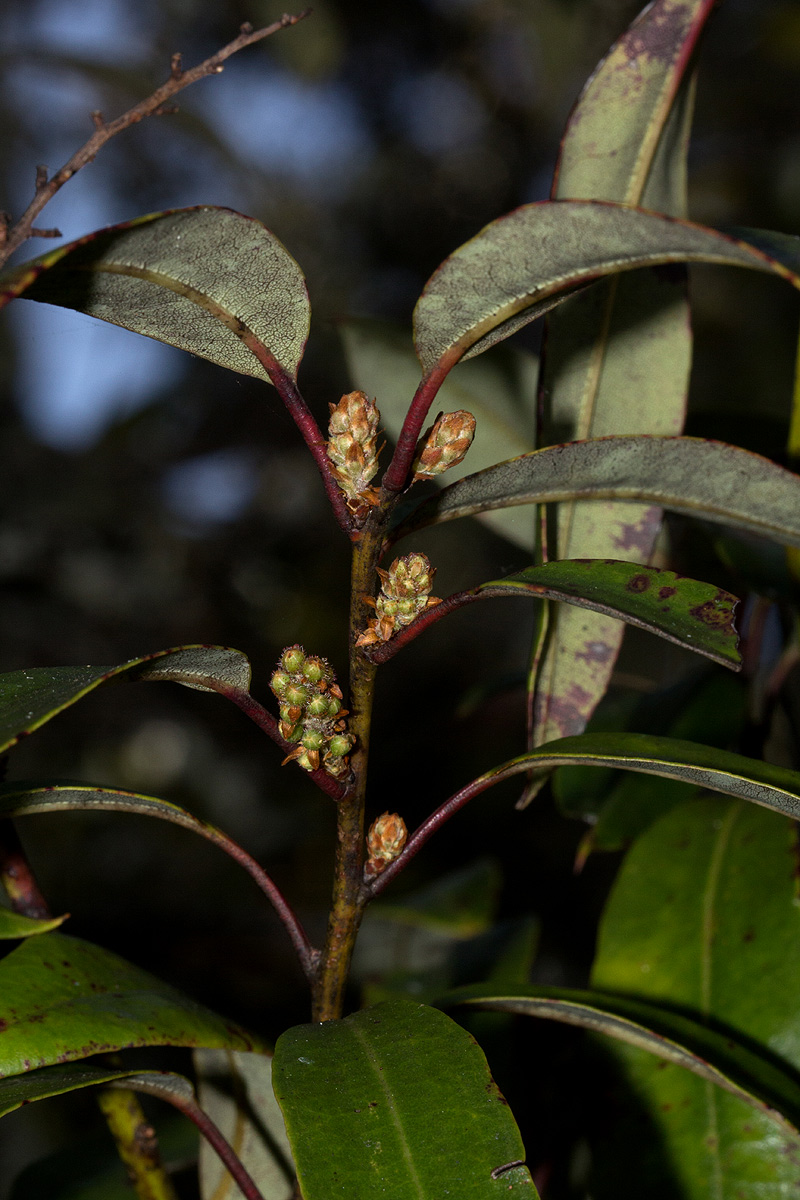 Agarista salicifolia Agarista salicifolia