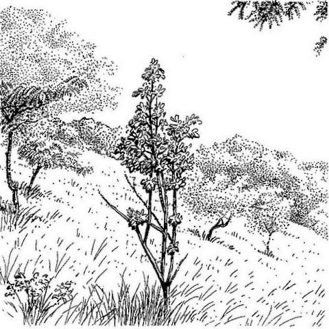 Rothmannia engleriana Rothmannia engleriana