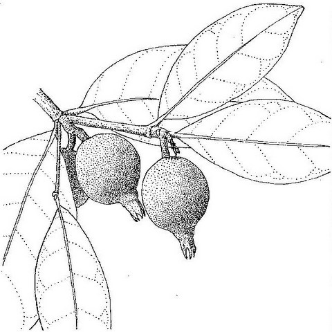 Rothmannia engleriana Rothmannia engleriana
