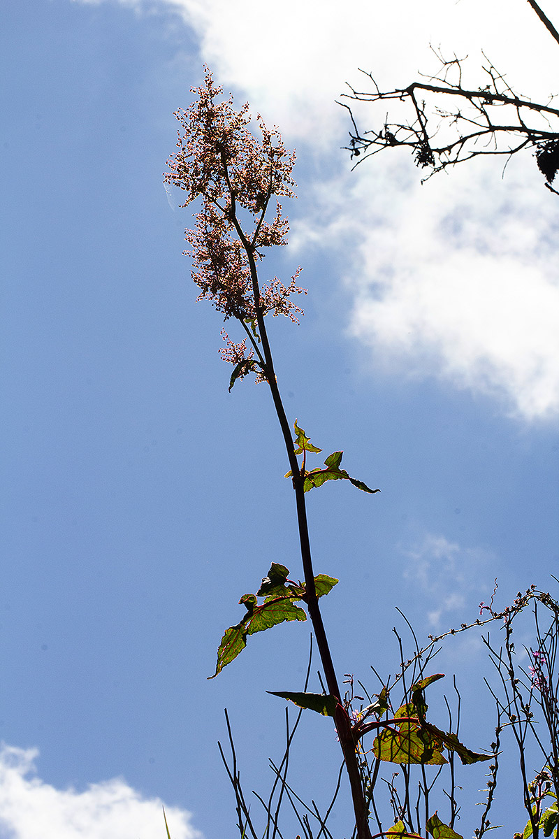 Rumex abyssinicus Rumex abyssinicus