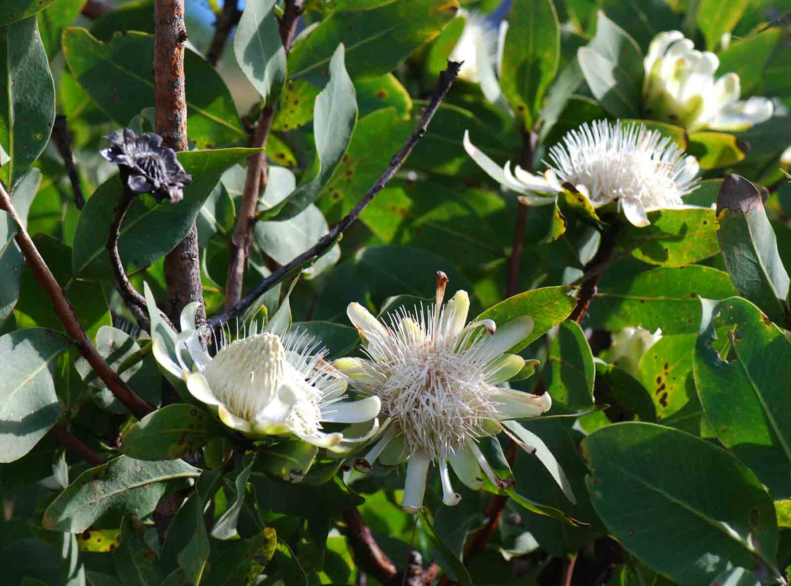Protea madiensis subsp. madiensis Protea madiensis subsp. madiensis