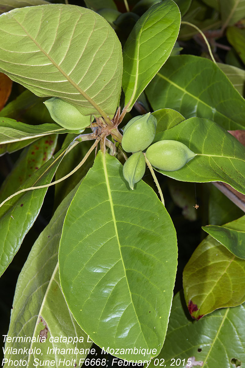 Terminalia catappa