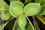Terminalia catappa