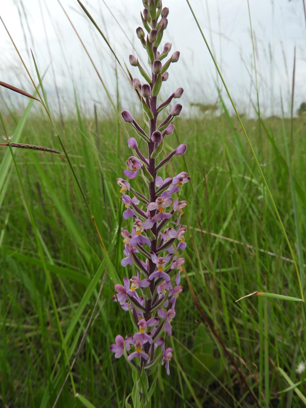 Brachycorythis pubescens Brachycorythis pubescens