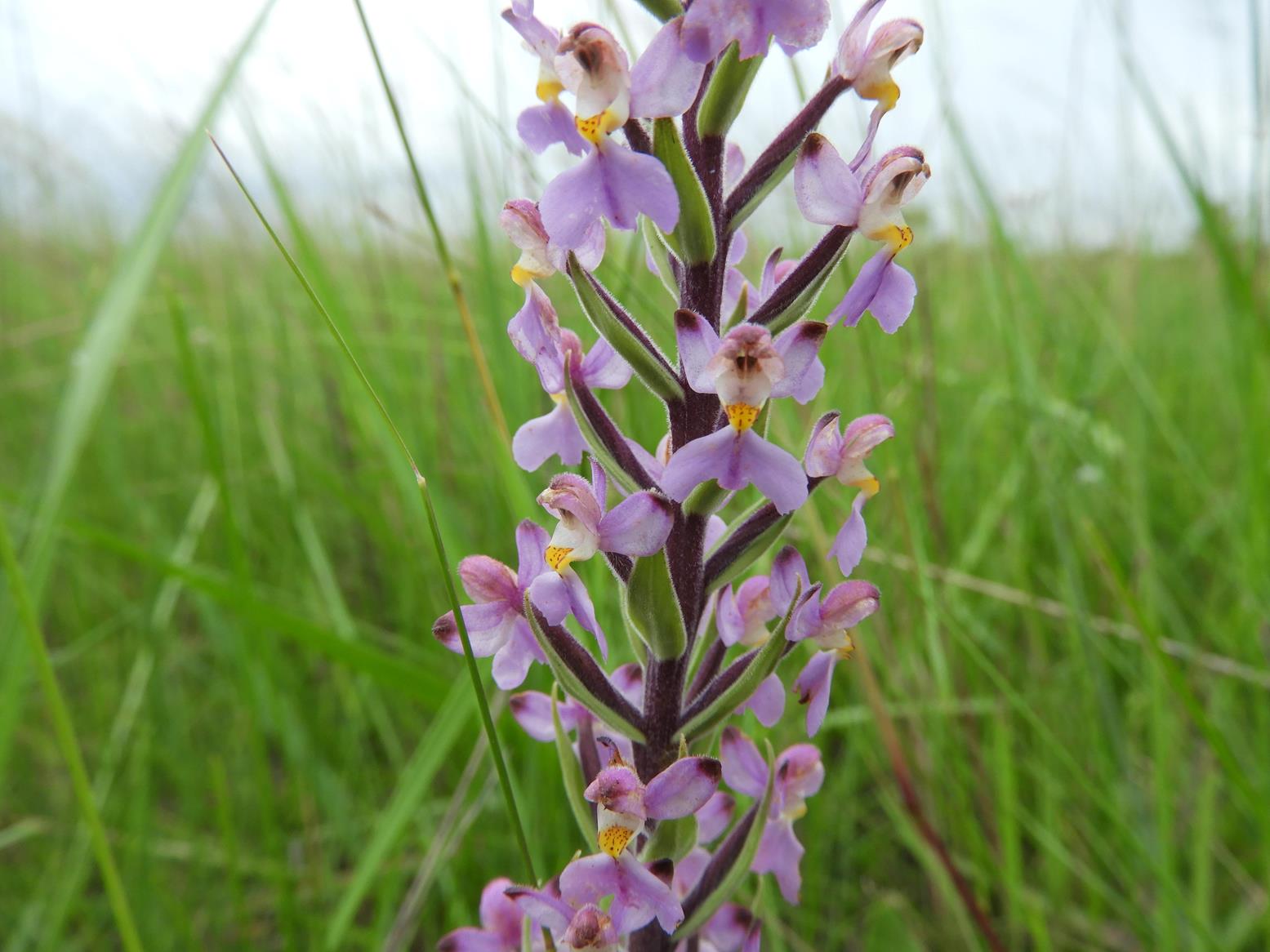 Brachycorythis pubescens Brachycorythis pubescens