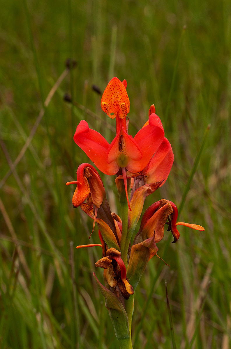 Disa erubescens subsp. carsonii Disa erubescens subsp. carsonii