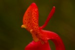 Disa erubescens subsp. carsonii