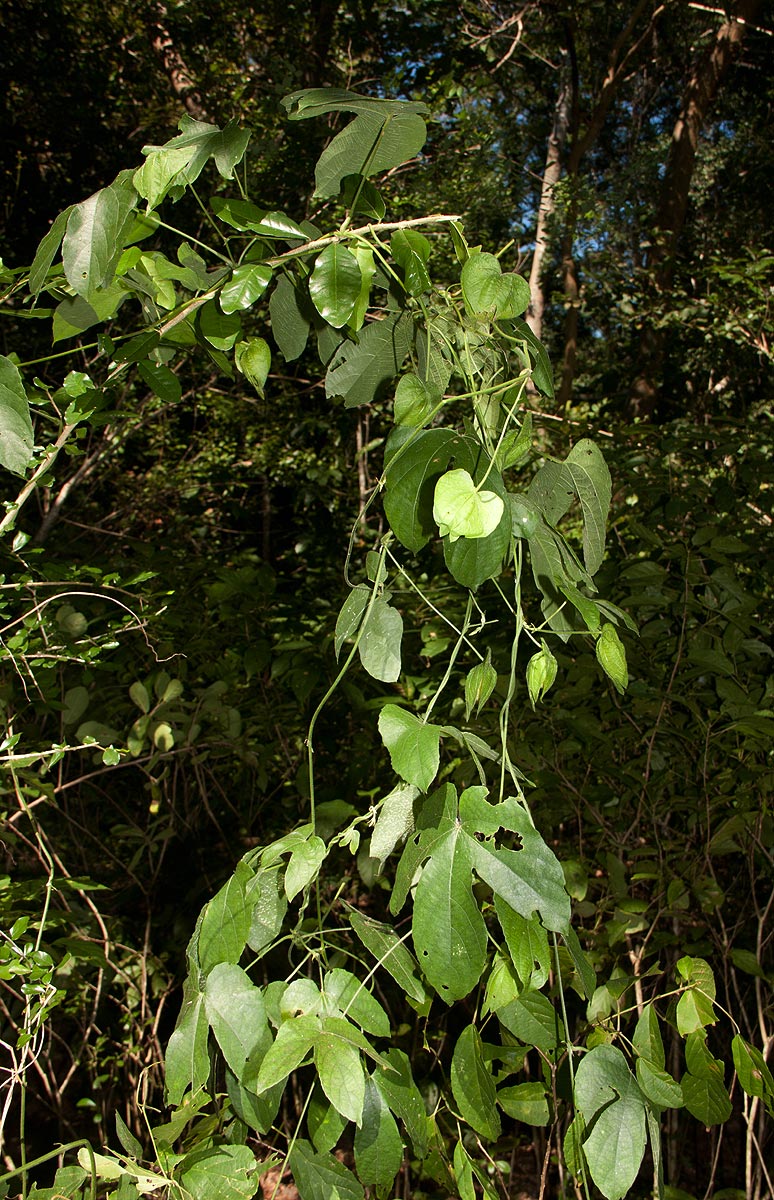 Dalechampia scandens var. cordofana Dalechampia scandens var. cordofana