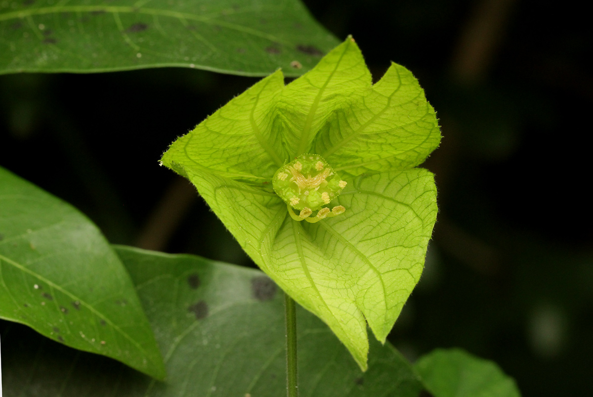 Dalechampia scandens var. cordofana Dalechampia scandens var. cordofana