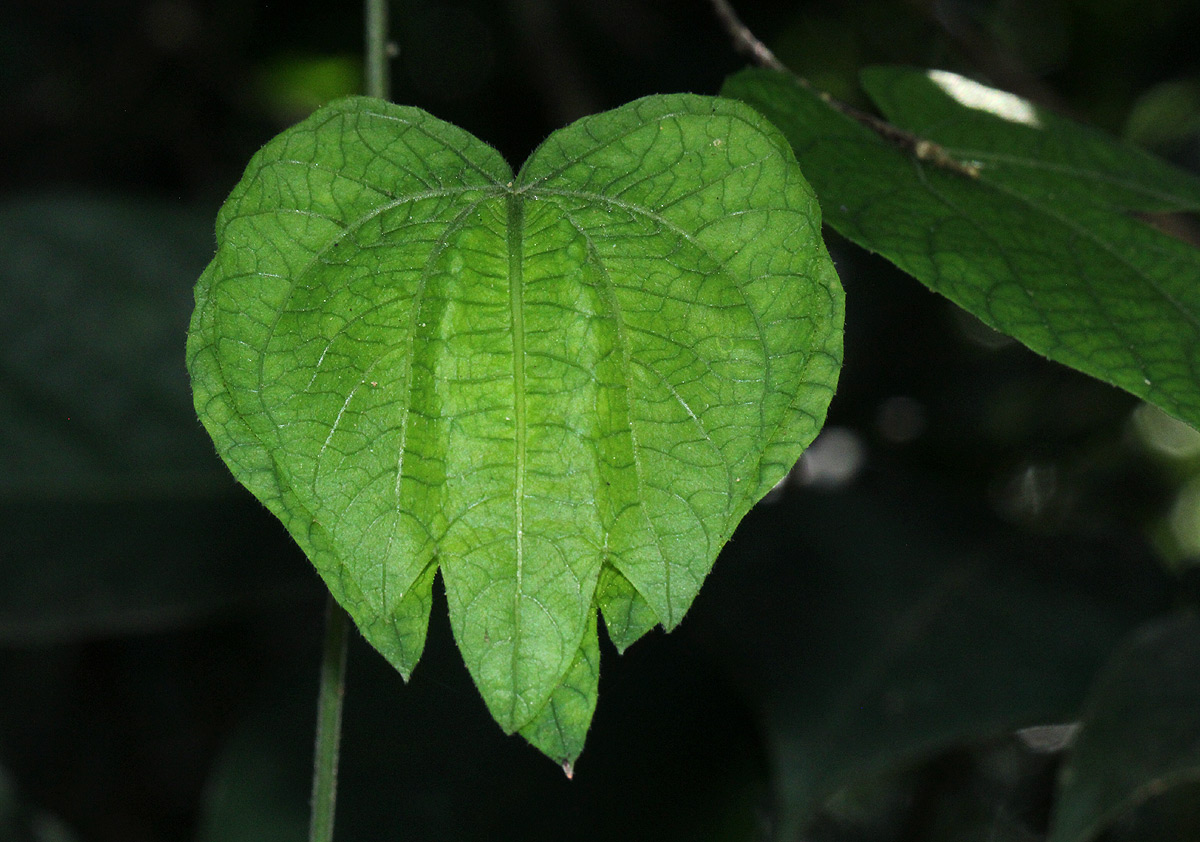 Dalechampia scandens var. cordofana Dalechampia scandens var. cordofana