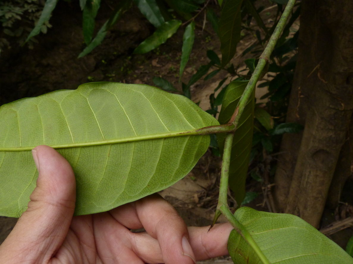 Treculia africana subsp. africana var. africana Treculia africana subsp. africana var. africana