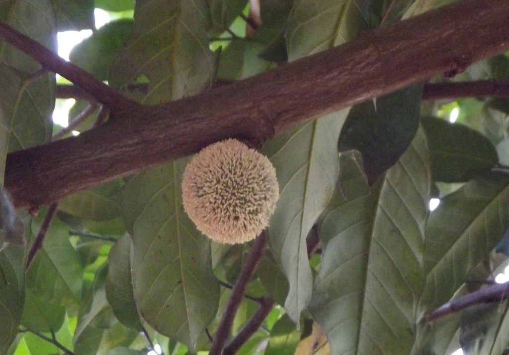 Treculia africana subsp. africana var. africana Treculia africana subsp. africana var. africana