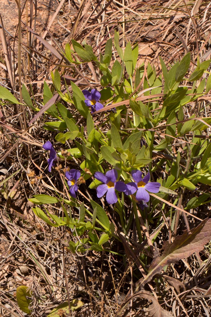 Thunbergia lancifolia Thunbergia lancifolia