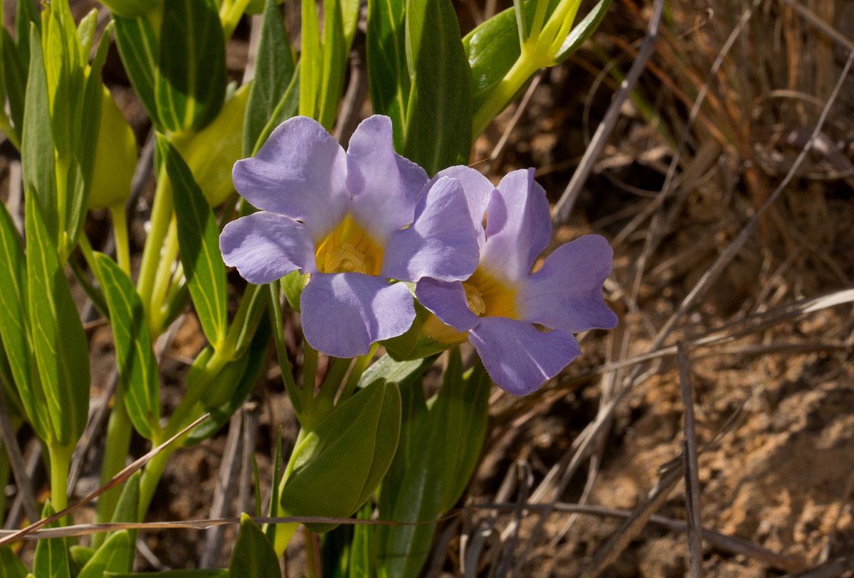 Thunbergia lancifolia Thunbergia lancifolia