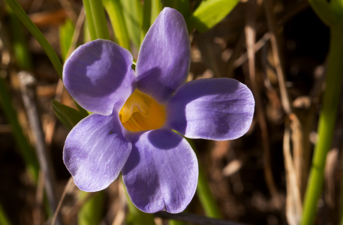 Thunbergia lancifolia Thunbergia lancifolia