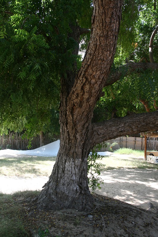 Azadirachta indica