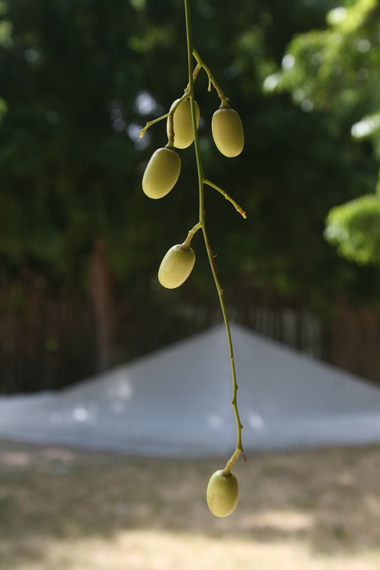 Azadirachta indica