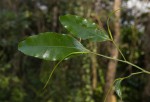 Klainedoxa gabonensis