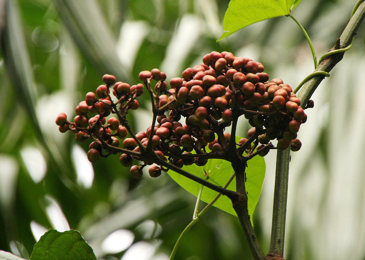 Leea guineensis Leea guineensis
